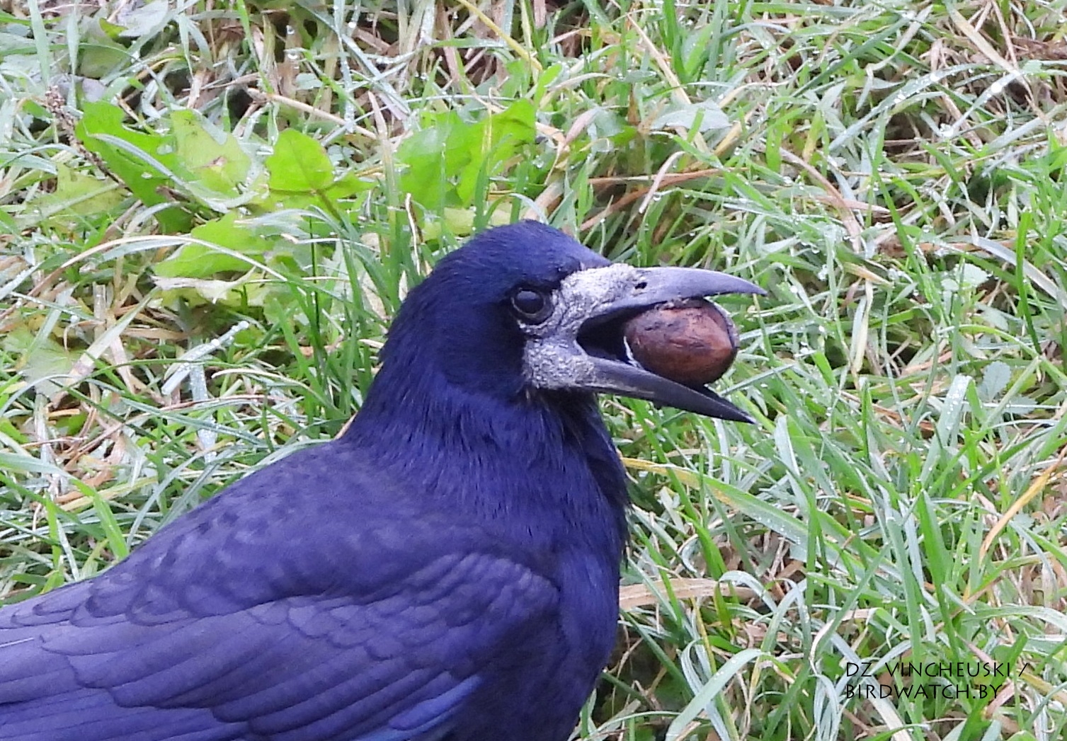 Гракі: перахоўваем схаванае | BirdWatch.by